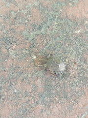 Dyroderes umbraculatus