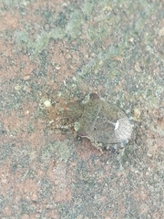 Dyroderes umbraculatus