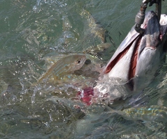 Archosargus rhomboidalis