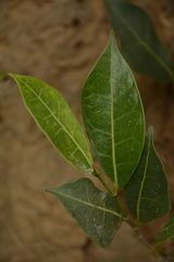 Ficus tinctoria gibbosa