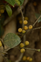 Ficus tinctoria gibbosa