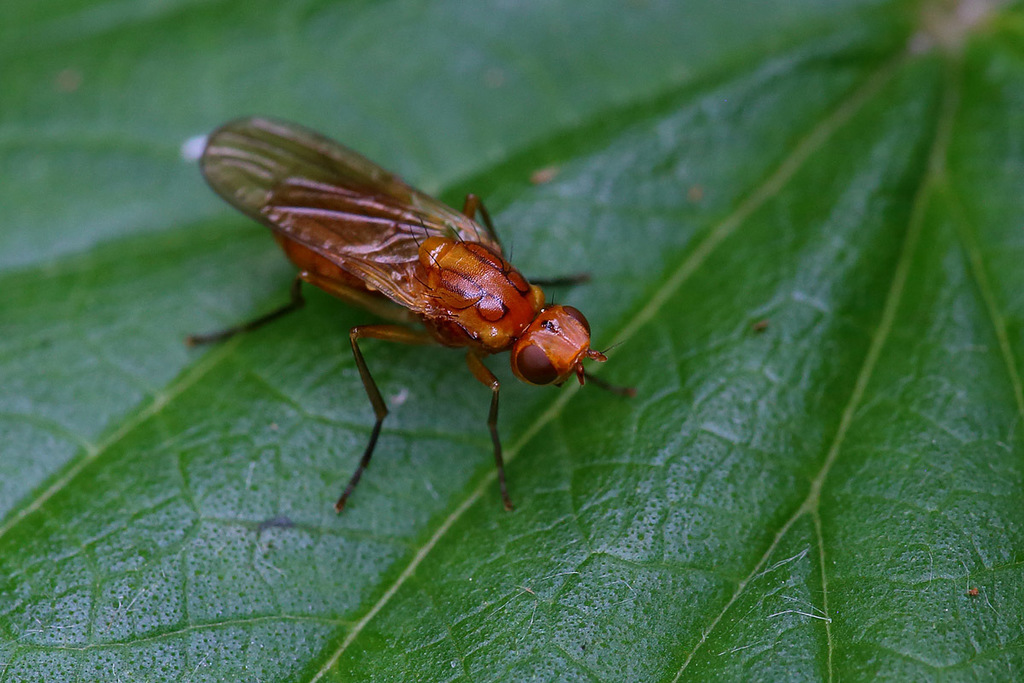 Psilinae