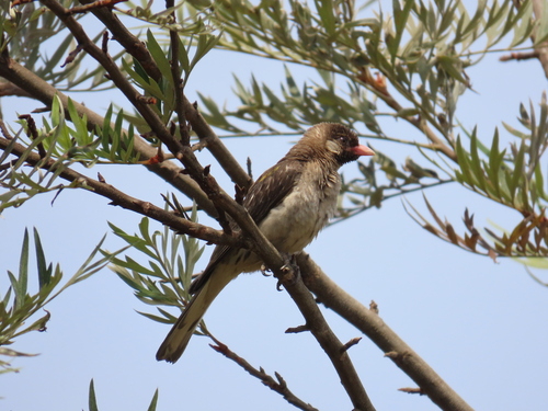 Greater Honeyguide