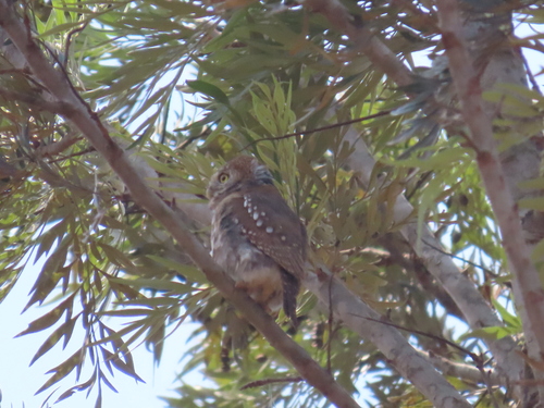 Pearl-spotted Owlet