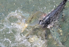 Archosargus rhomboidalis