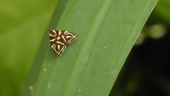 Hemerophila albertiana