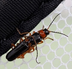 Cantharis flavilabris
