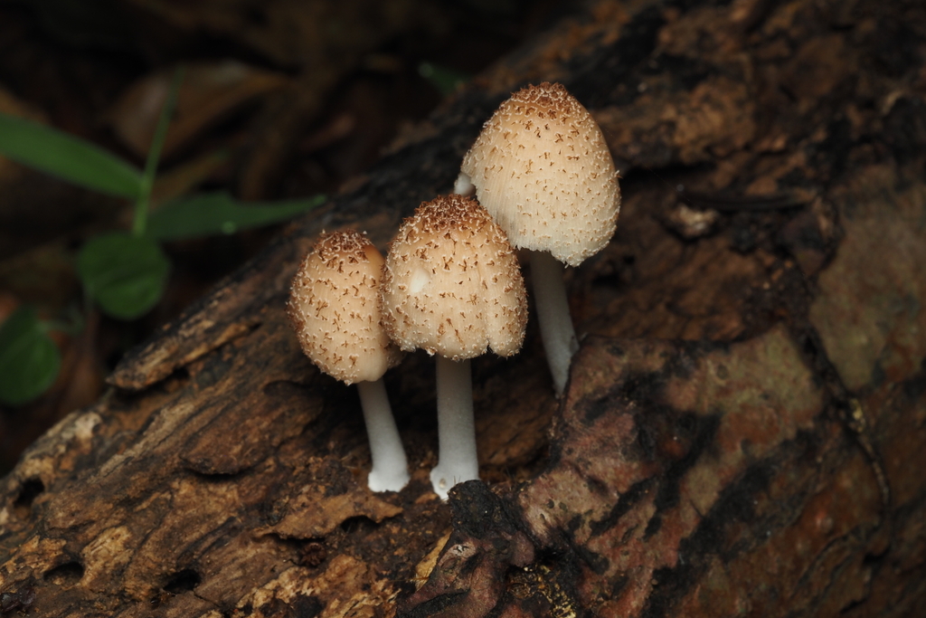 Coprinellus radians · April 2024 · photo: © camellia_l (iNaturalist, CC)