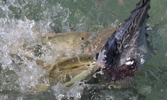 Archosargus rhomboidalis