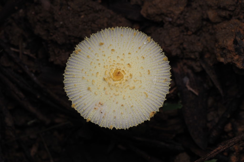 Leucocoprinus birnbaumii · April 2024 · photo: © camellia_l (iNaturalist, CC)