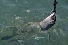 Archosargus rhomboidalis