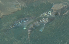 Archosargus rhomboidalis