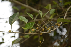 Ficus tinctoria gibbosa