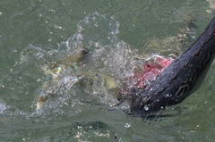 Archosargus rhomboidalis