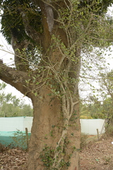 Ficus tinctoria gibbosa