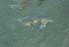 Archosargus rhomboidalis