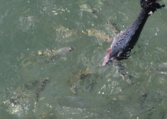 Archosargus rhomboidalis