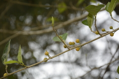 Ficus tinctoria gibbosa