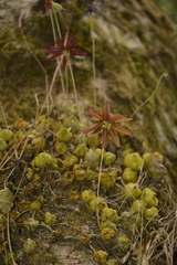 Bulbophyllum fimbriatum