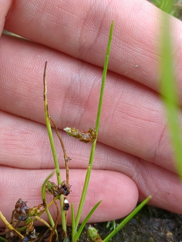 Image of Isolepis setacea by (c) bigayon, some rights reserved (CC BY)