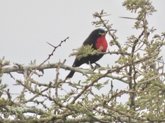 Chalcomitra senegalensis gutturalis