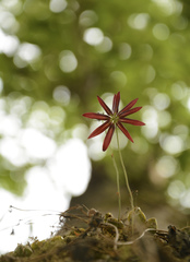 Bulbophyllum fimbriatum