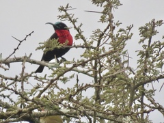 Chalcomitra senegalensis gutturalis