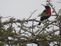 Chalcomitra senegalensis gutturalis