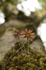 Bulbophyllum fimbriatum