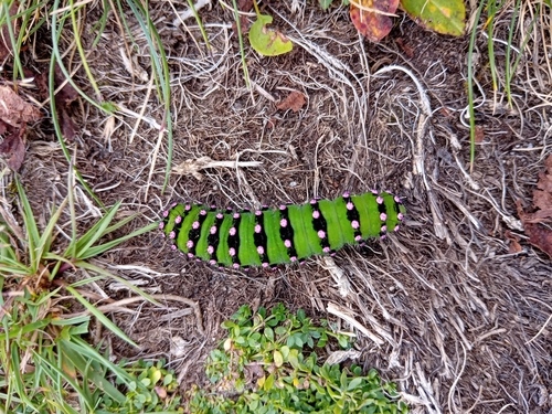 Saturnia pavonia