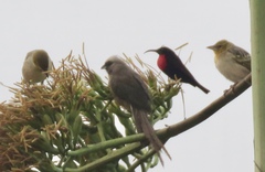 Colius striatus minor