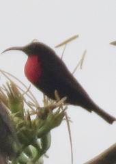 Chalcomitra senegalensis gutturalis