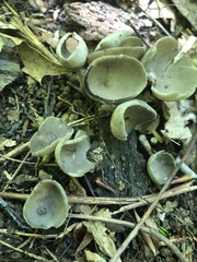 Helvella macropus