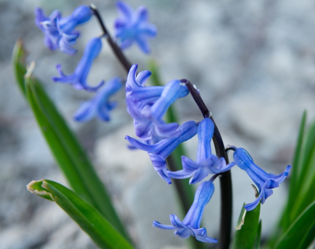 Hyacinthus orientalis