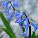 Hyacinth - Photo (c) gemmamorabito, some rights reserved (CC BY-NC)