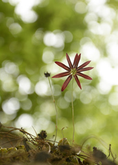 Bulbophyllum fimbriatum