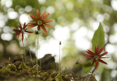 Bulbophyllum fimbriatum