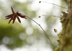 Bulbophyllum fimbriatum