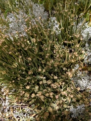 Cladonia amaurocraea