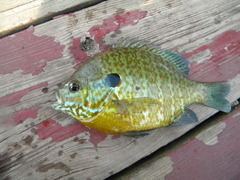 Lepomis gibbosus × macrochirus