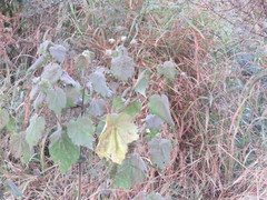 Abutilon grandiflorum