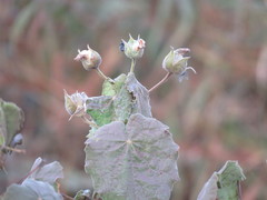 Abutilon grandiflorum