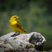 Stripe-tailed Yellow-Finch - Photo (c) Eden Fontes, some rights reserved (CC BY-NC), uploaded by Eden Fontes