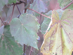 Abutilon grandiflorum