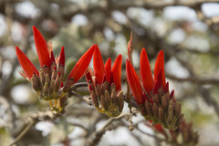 Erythrina suberosa