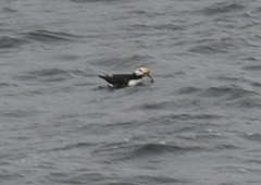 Fratercula corniculata