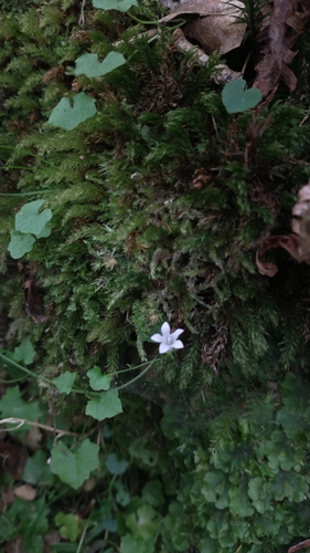 Image of Wahlenbergia hederacea by (c) Gijs Romijn, some rights reserved (CC BY)