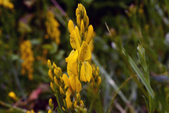 Genista tinctoria