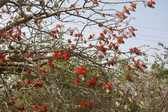 Erythrina suberosa