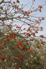 Erythrina suberosa